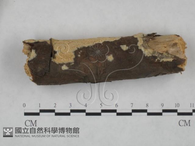 登錄號:F0025166藏品圖，第4張