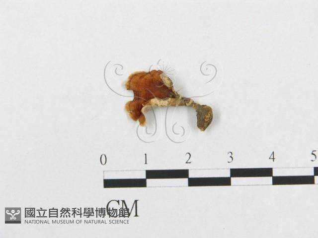 登錄號:F0005066藏品圖，第4張