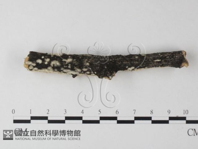 耙菌屬藏品圖，第4張