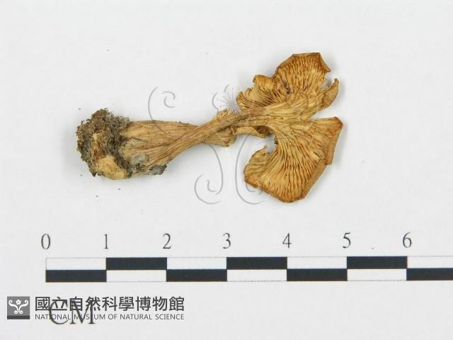 館號:F0020226藏品圖，第4張