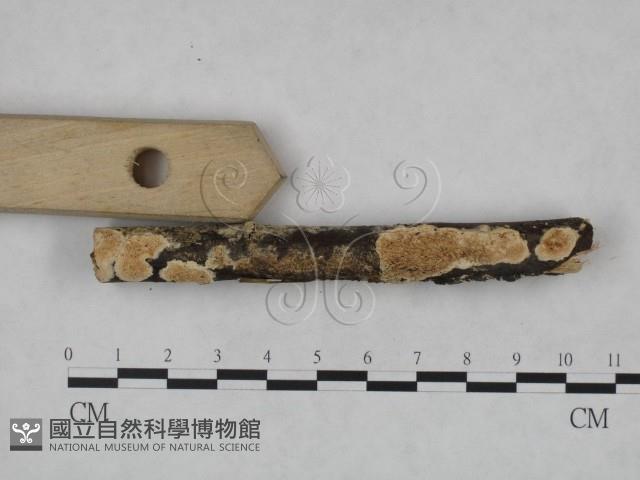 登錄號:F0004226藏品圖，第4張