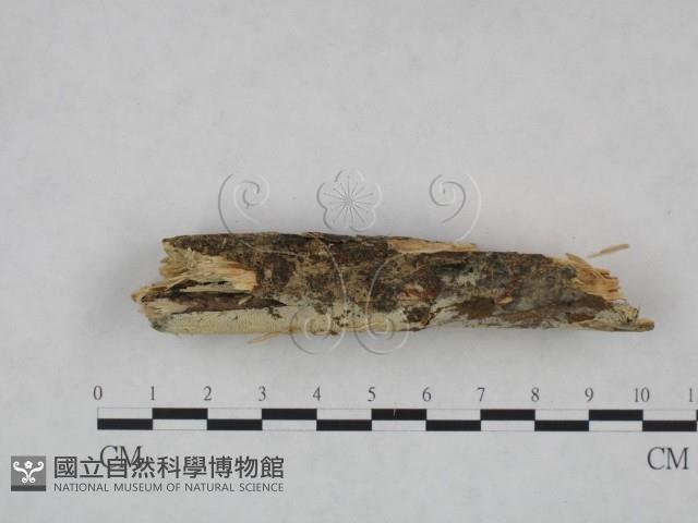 登錄號:F0022226藏品圖，第4張