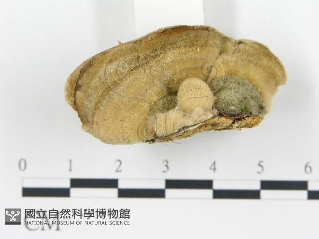 登錄號:F0017226藏品圖，第4張