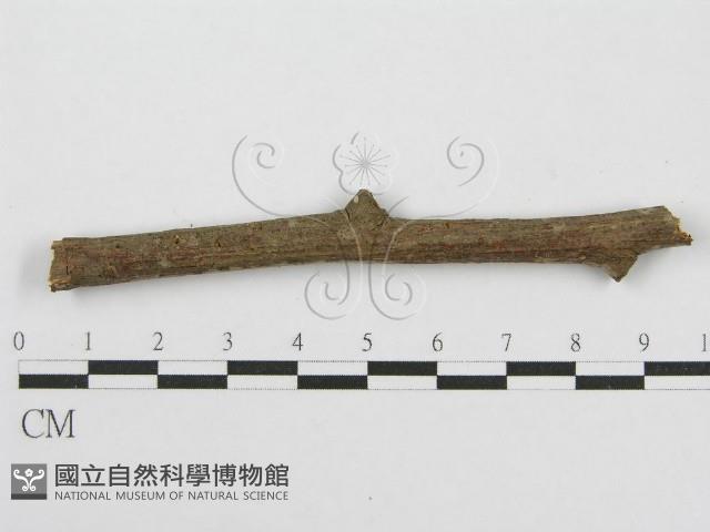 筍殼菌屬藏品圖，第4張