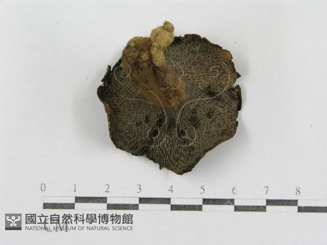 紅菇屬藏品圖，第4張