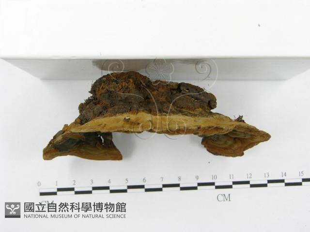 登錄號:F0016926藏品圖，第4張