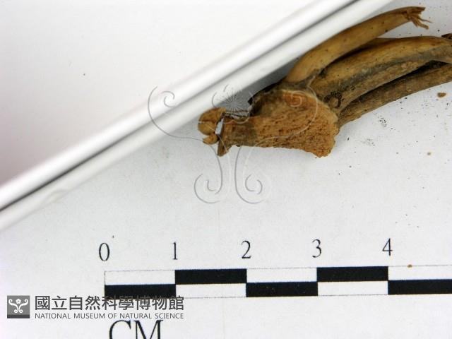 小皮傘屬藏品圖，第4張