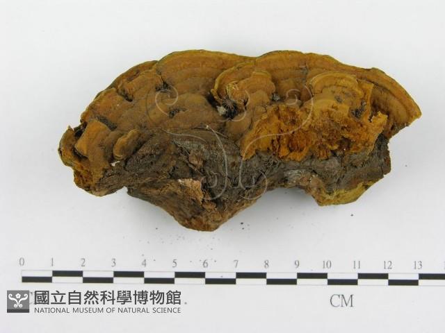 登錄號:F0017926藏品圖，第4張
