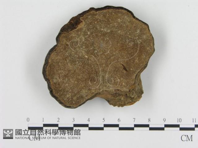登錄號:F0009926藏品圖，第4張