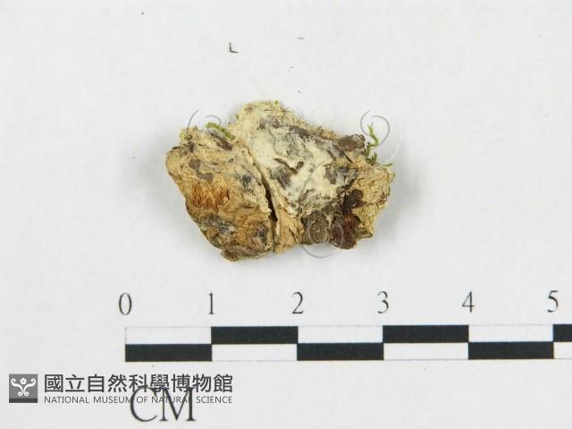 登錄號:F0019926藏品圖，第4張