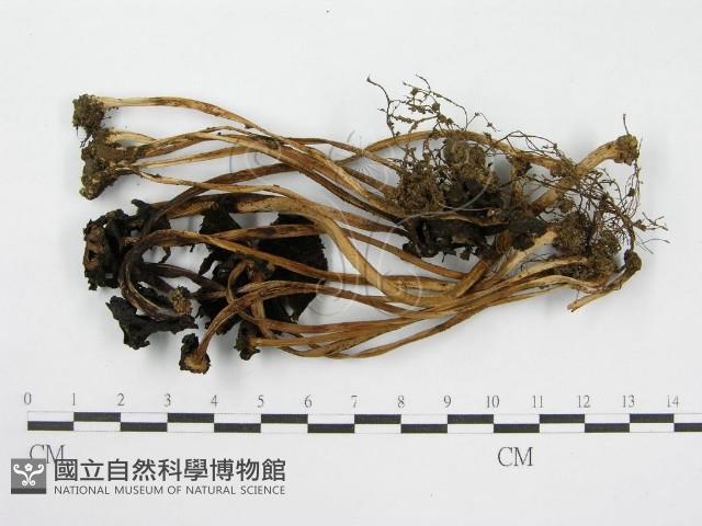 登錄號:F0000626藏品圖，第4張