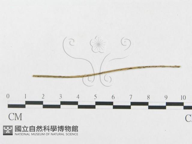 登錄號:F0011626藏品圖，第4張