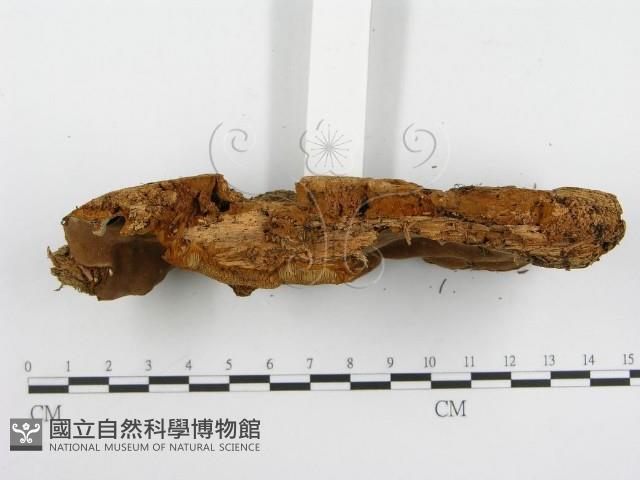 登錄號:F0004626藏品圖，第4張