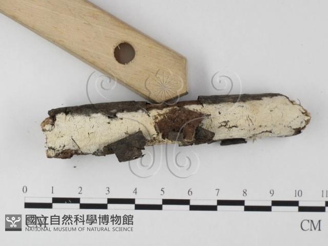 登錄號:F0025626藏品圖，第4張