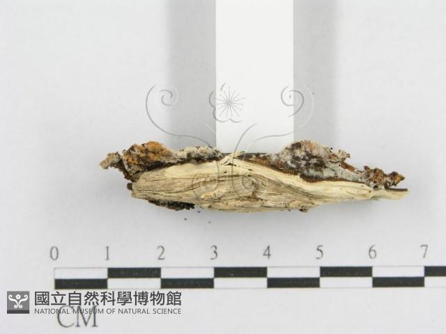 登錄號:F0003626藏品圖，第4張