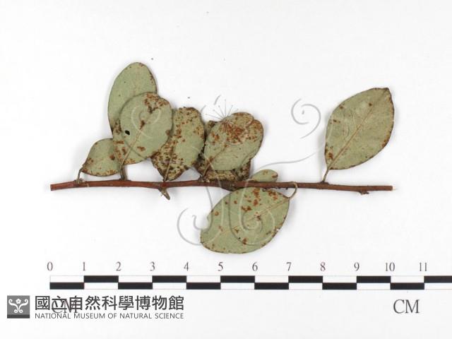 登錄號:F0026426藏品圖，第4張