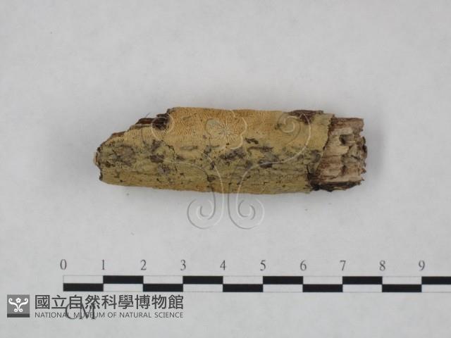登錄號:F0023726藏品圖，第4張