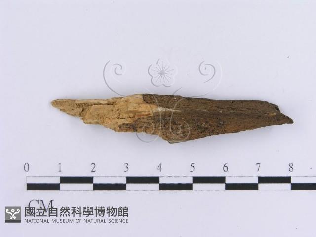 登錄號:F0013726藏品圖，第4張