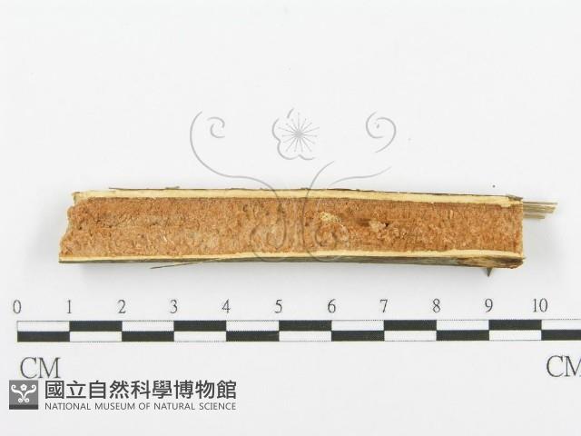 登錄號:F0000526藏品圖，第4張