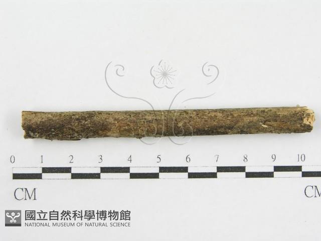 登錄號:F0002526藏品圖，第4張