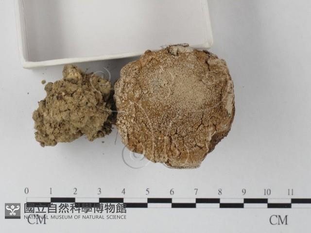 登錄號:F0012526藏品圖，第4張