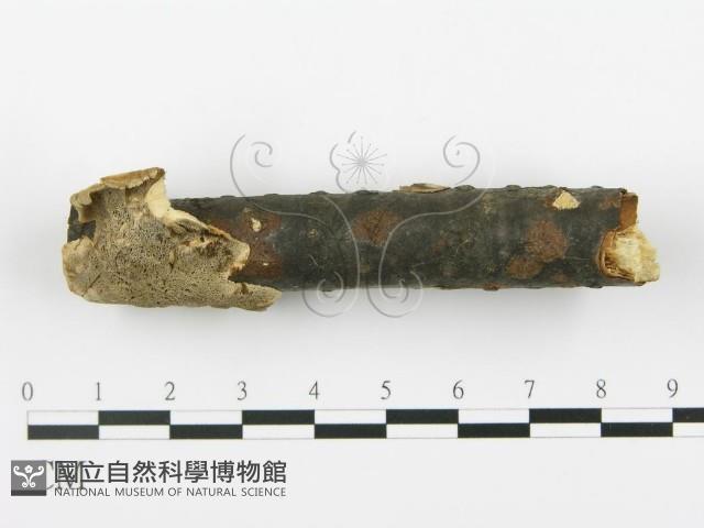 登錄號:F0017526藏品圖，第4張