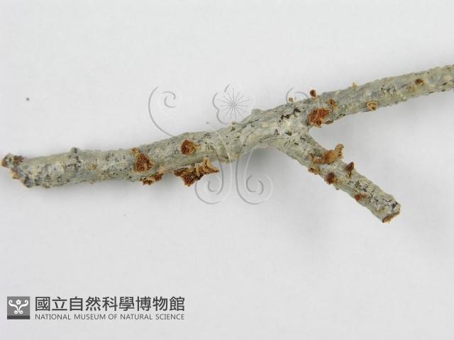 微皮傘屬藏品圖，第4張