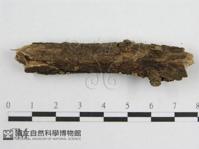 微皮傘屬藏品圖，第1張
