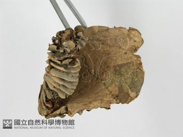 登錄號:F0011126藏品圖，第4張