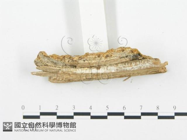登錄號:F0014126藏品圖，第4張