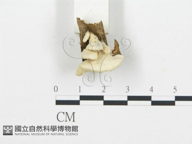 登錄號:F0006026藏品圖，第4張