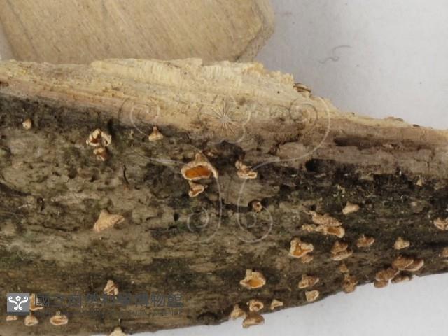 登錄號:F0022026藏品圖，第4張