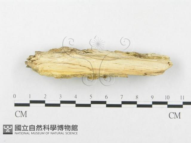 登錄號:F0005026藏品圖，第4張