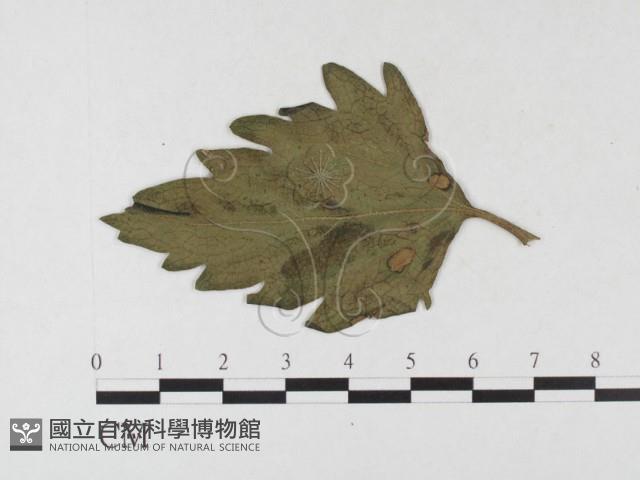登錄號:F0026326藏品圖，第4張