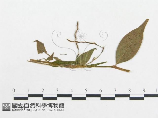 登錄號:F0019326藏品圖，第4張