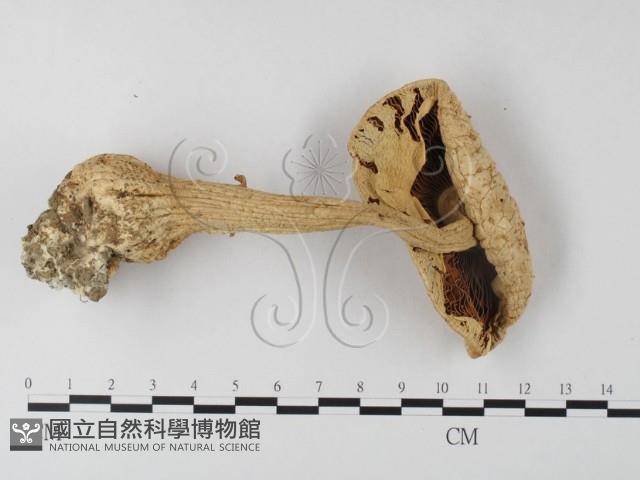 登錄號:F0003326藏品圖，第4張