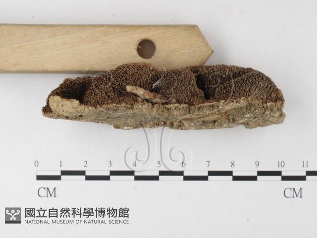 登錄號:F0026206藏品圖，第4張