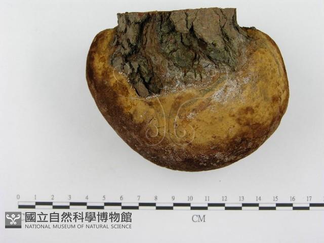 金邊纖孔菌藏品圖，第5張