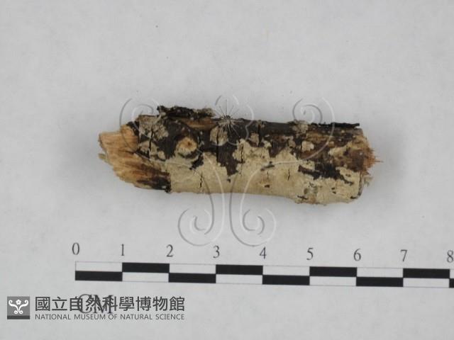 齒耳菌屬藏品圖，第4張