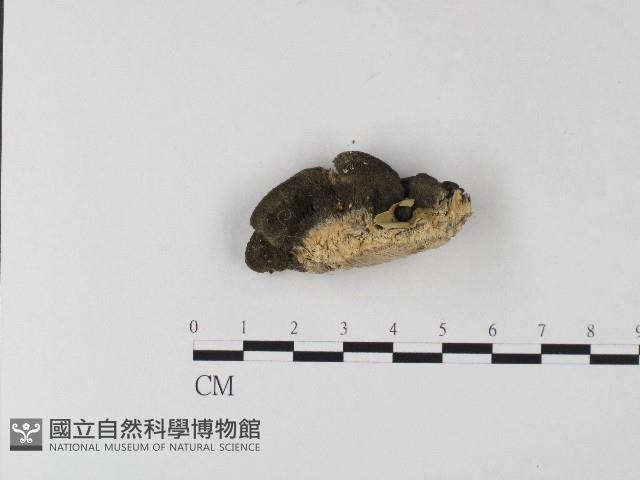 登錄號:F0006806藏品圖，第4張