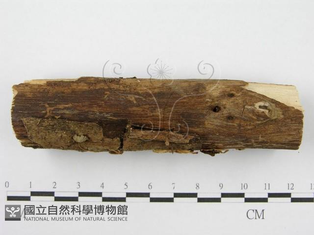 登錄號:F0004806藏品圖，第4張