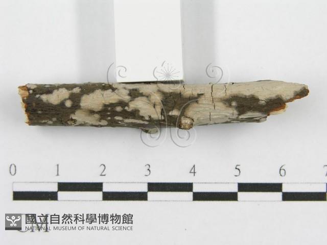 筍殼菌屬藏品圖，第4張