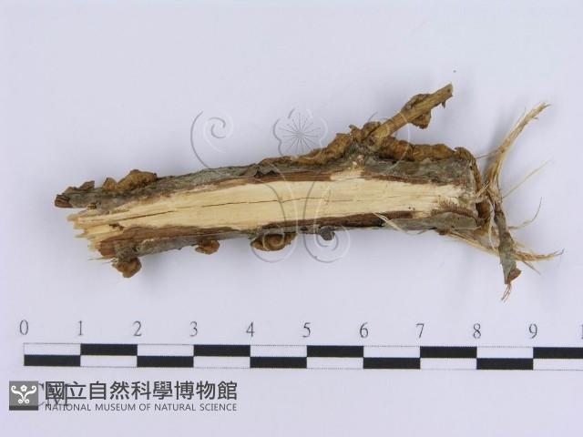 登錄號:F0015806藏品圖，第4張