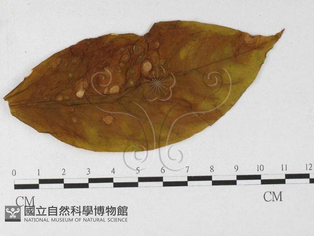 登錄號:F0026906藏品圖，第4張