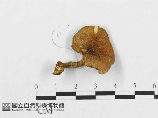 登錄號:F0005906藏品圖，第4張