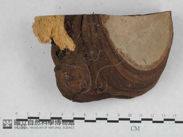 登錄號:F0010606藏品圖，第4張