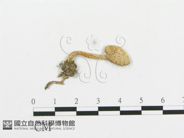 傘菌屬藏品圖，第4張