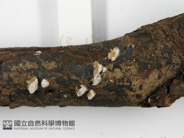 裂褶菌藏品圖，第4張