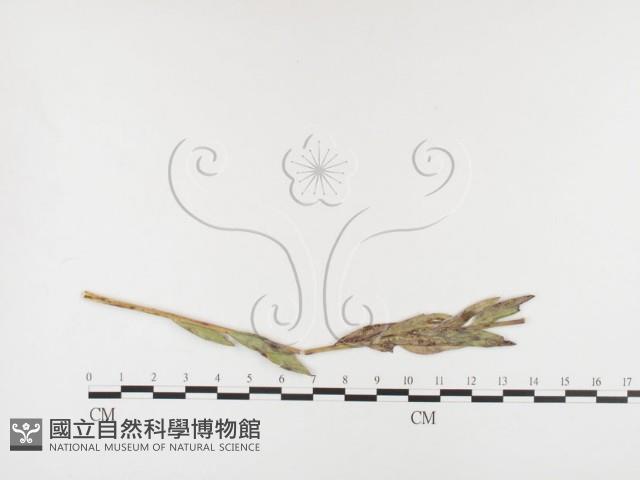 登錄號:F0026406藏品圖，第4張