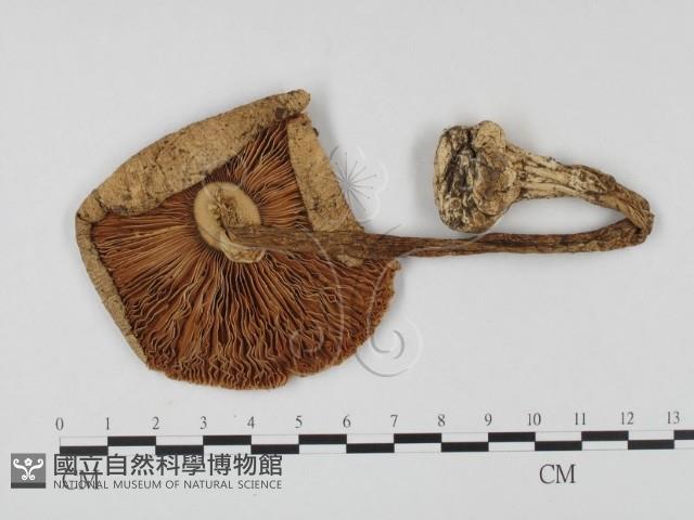 登錄號:F0012406藏品圖，第4張